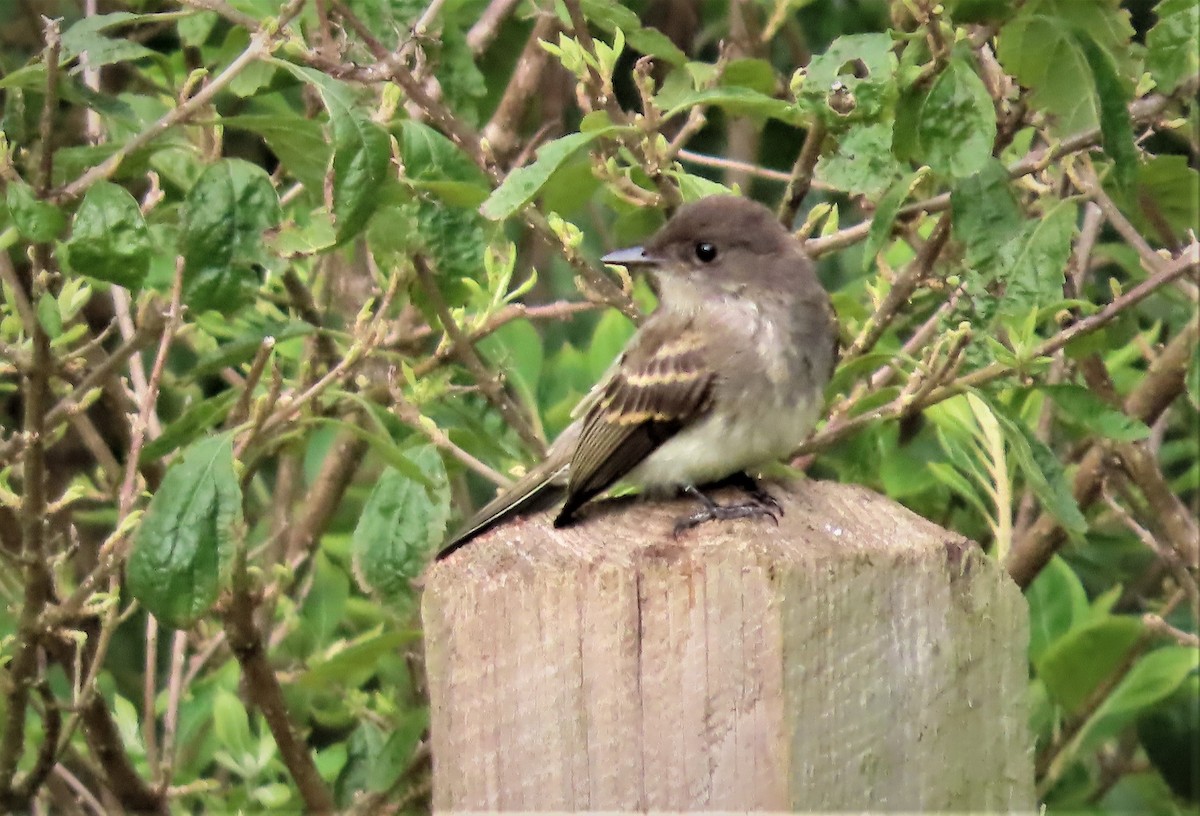 Eastern Phoebe - ML475962311