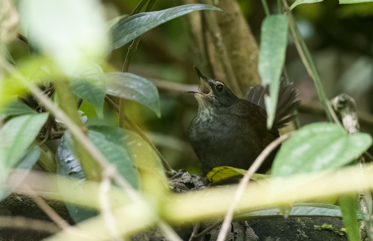 Long-tailed Bush Warbler - Forest Botial-Jarvis