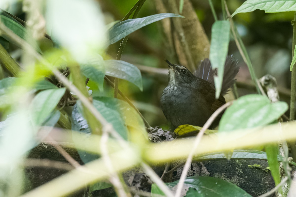 Long-tailed Bush Warbler - Forest Botial-Jarvis