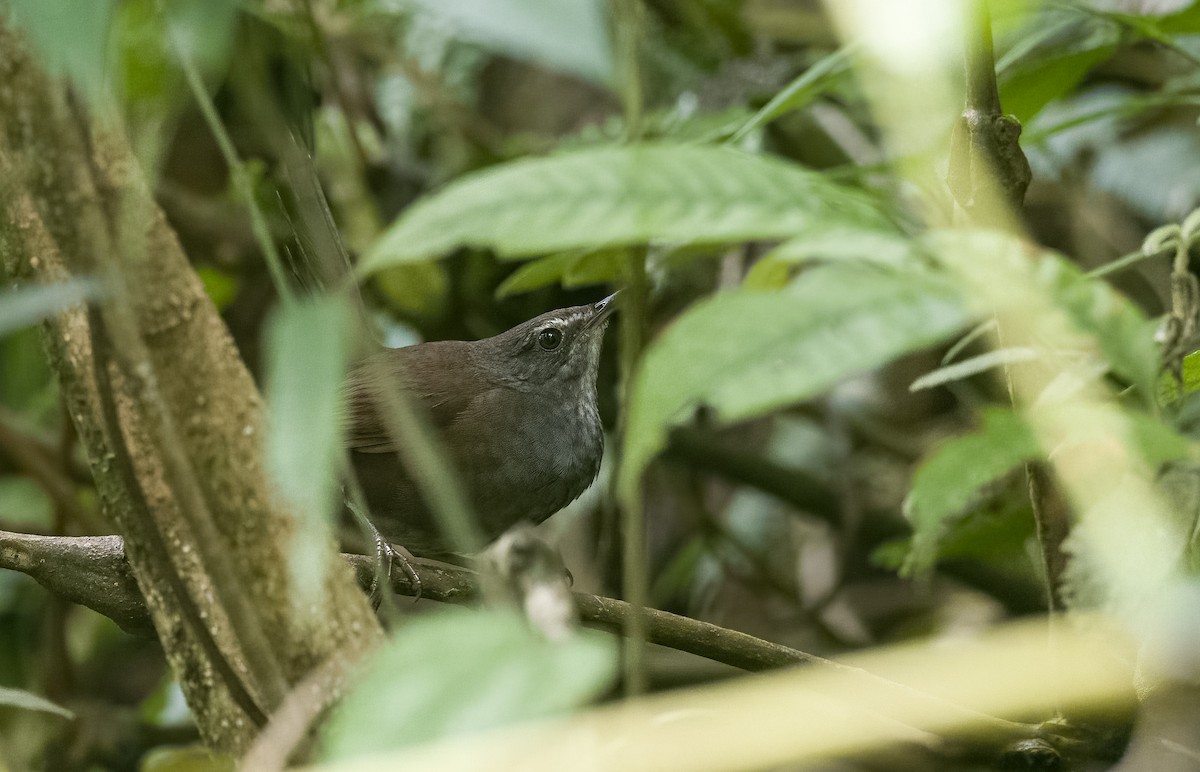 Long-tailed Bush Warbler - Forest Botial-Jarvis