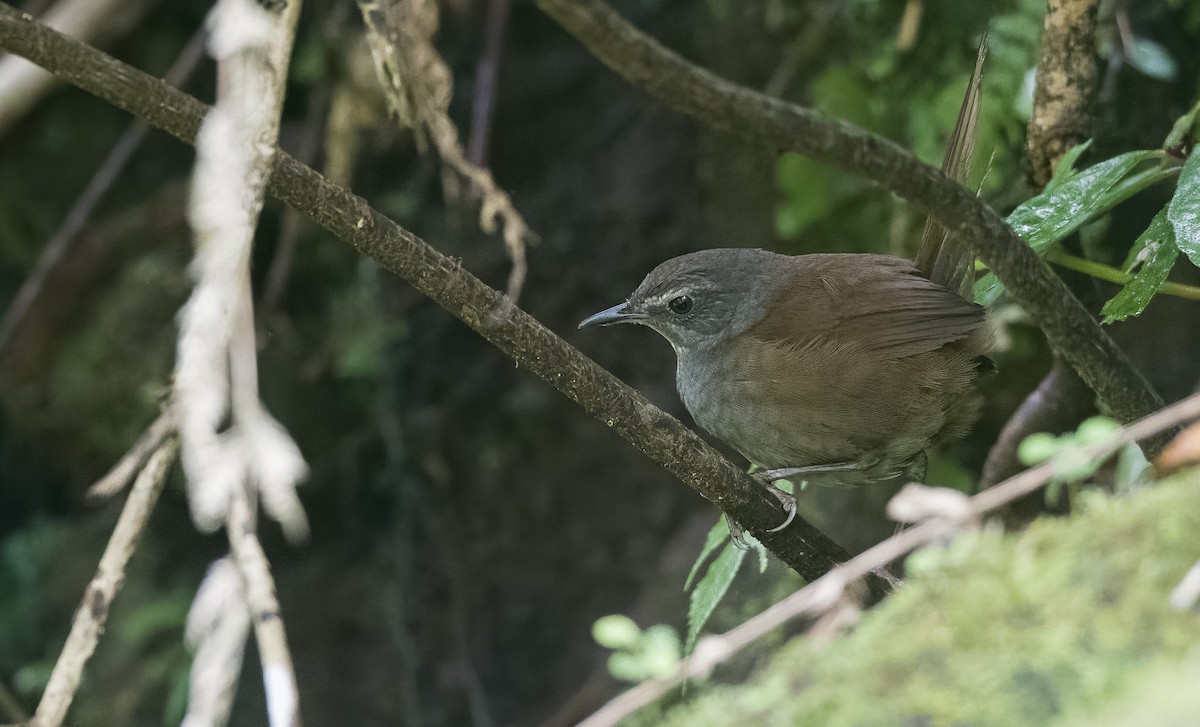 Long-tailed Bush Warbler - Forest Botial-Jarvis