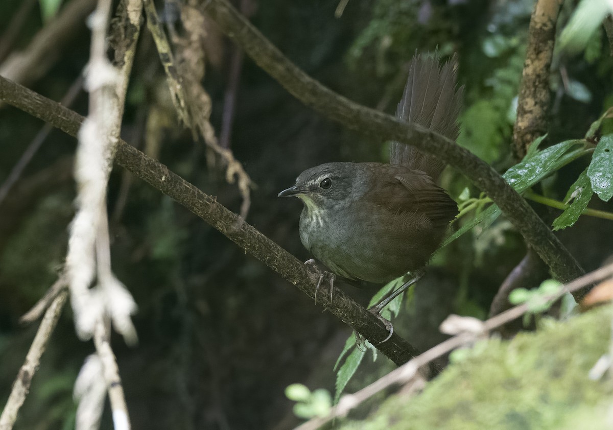 Long-tailed Bush Warbler - Forest Botial-Jarvis