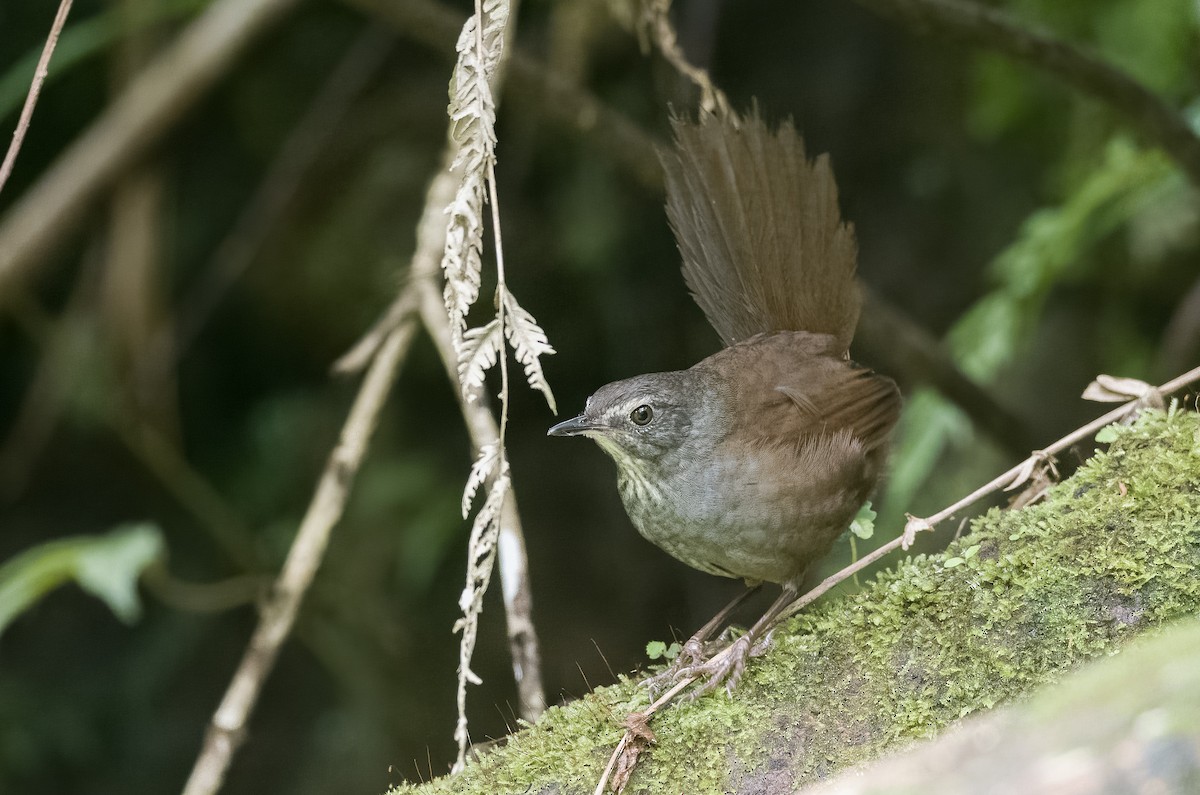 Long-tailed Bush Warbler - Forest Botial-Jarvis