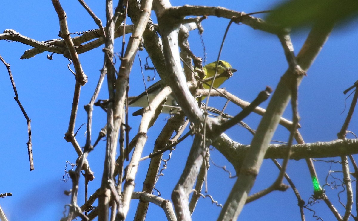 Vireo Gorjiamarillo - ML475964431