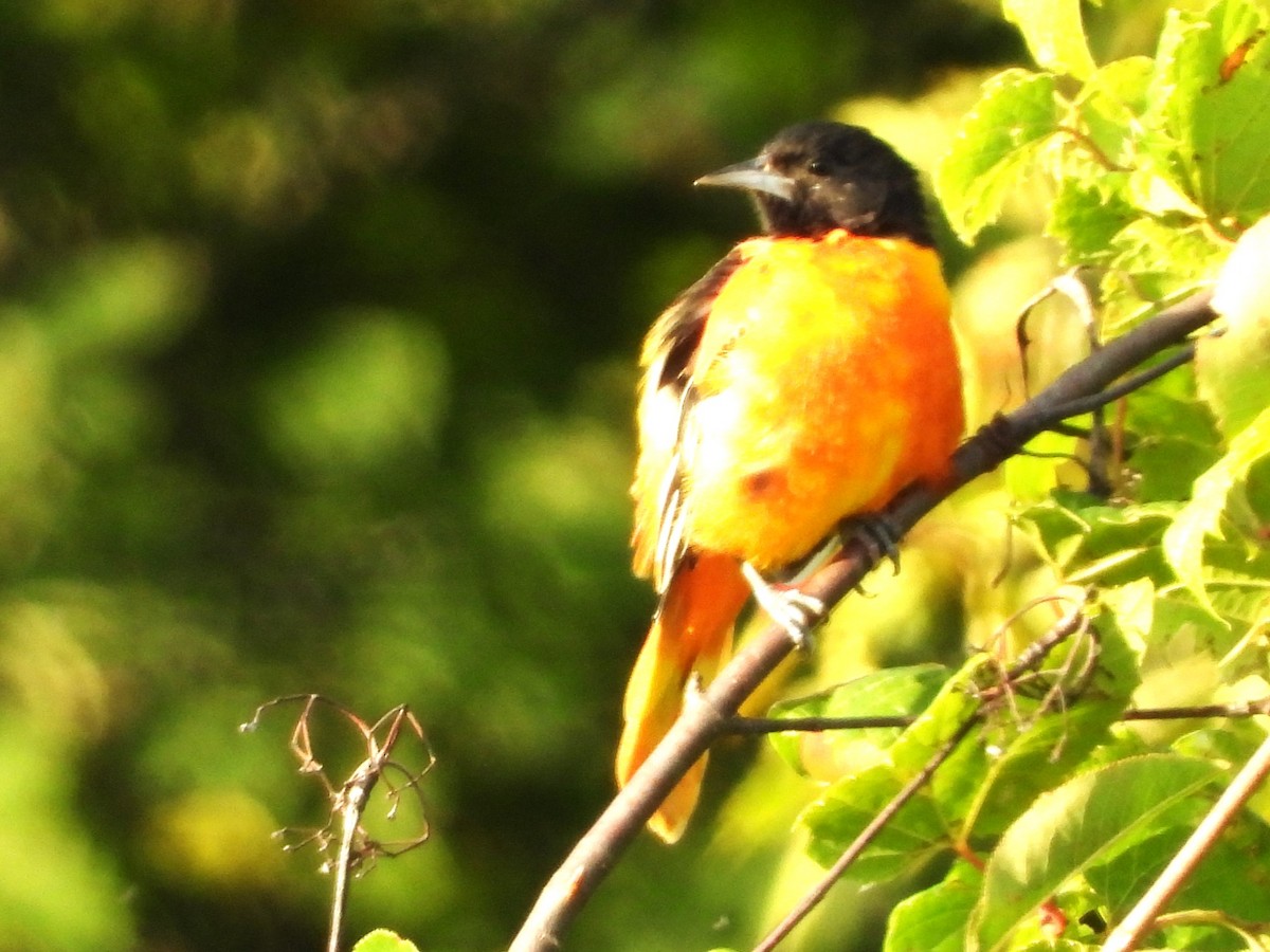 Baltimore Oriole - ML475965981