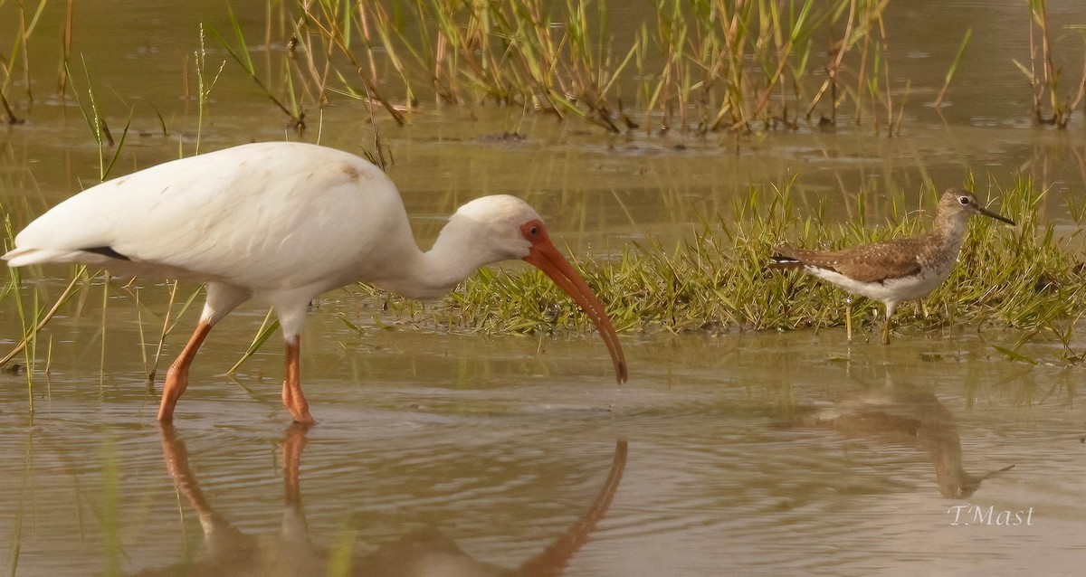 eremittsnipe - ML475966321