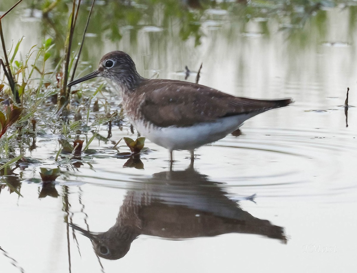 Solitary Sandpiper - Tom Mast