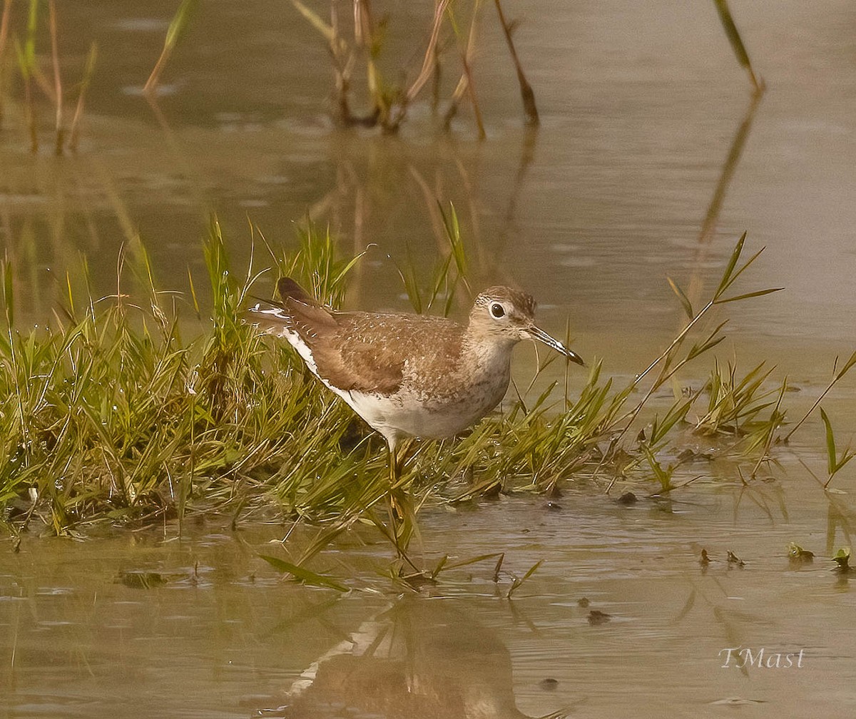 eremittsnipe - ML475966351