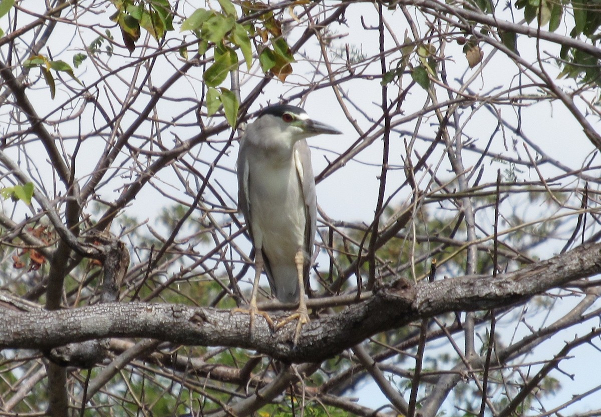 Black-crowned Night Heron - ML47596651