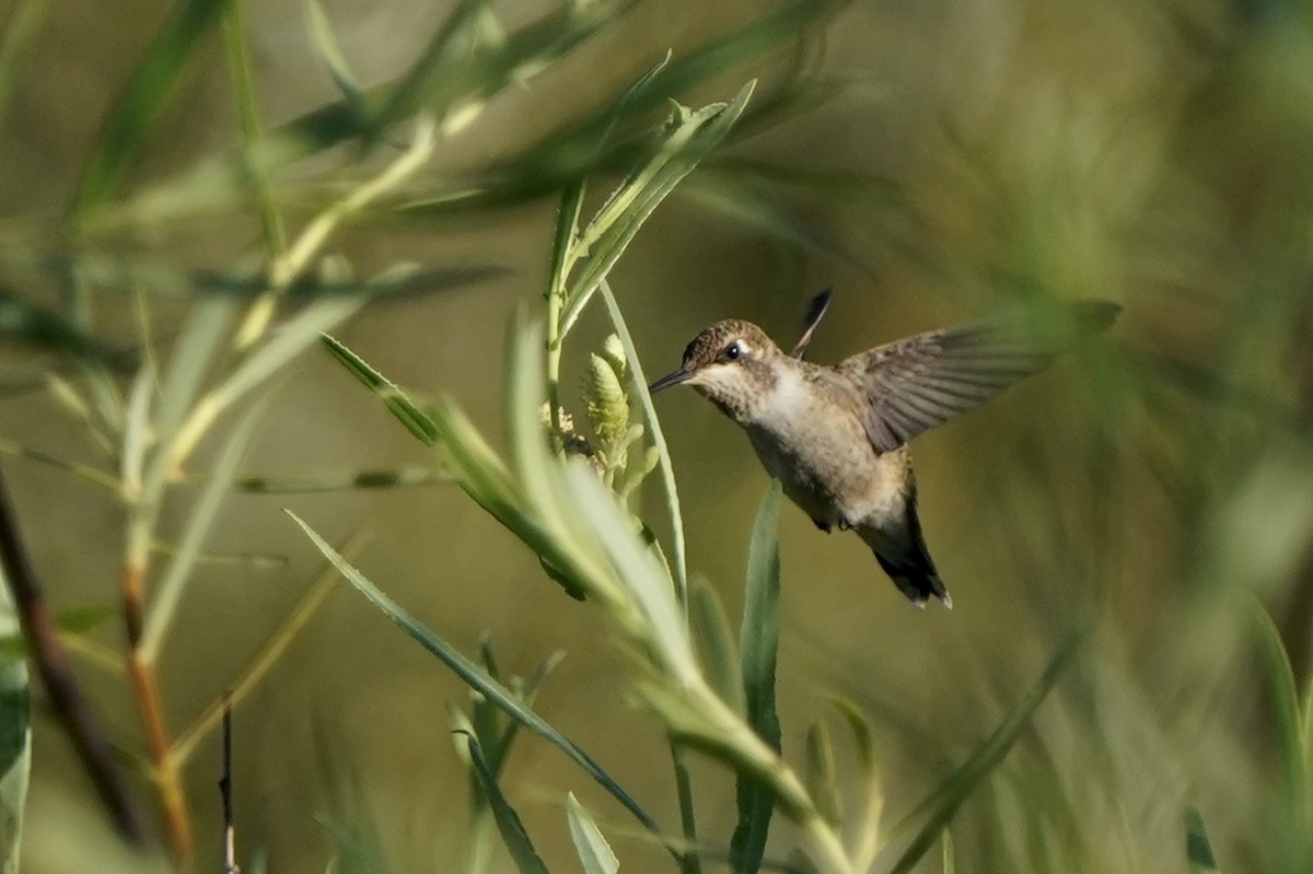 Colibrí de Anna - ML475967591