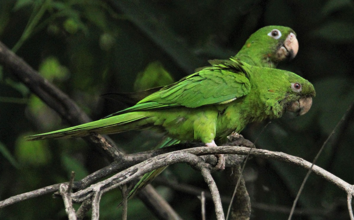 オオメキシコインコ - ML475968931