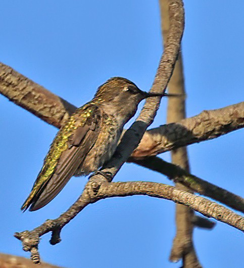 Anna's Hummingbird - ML475969071