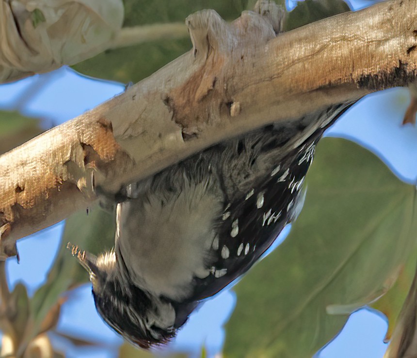 Downy Woodpecker - ML475969661