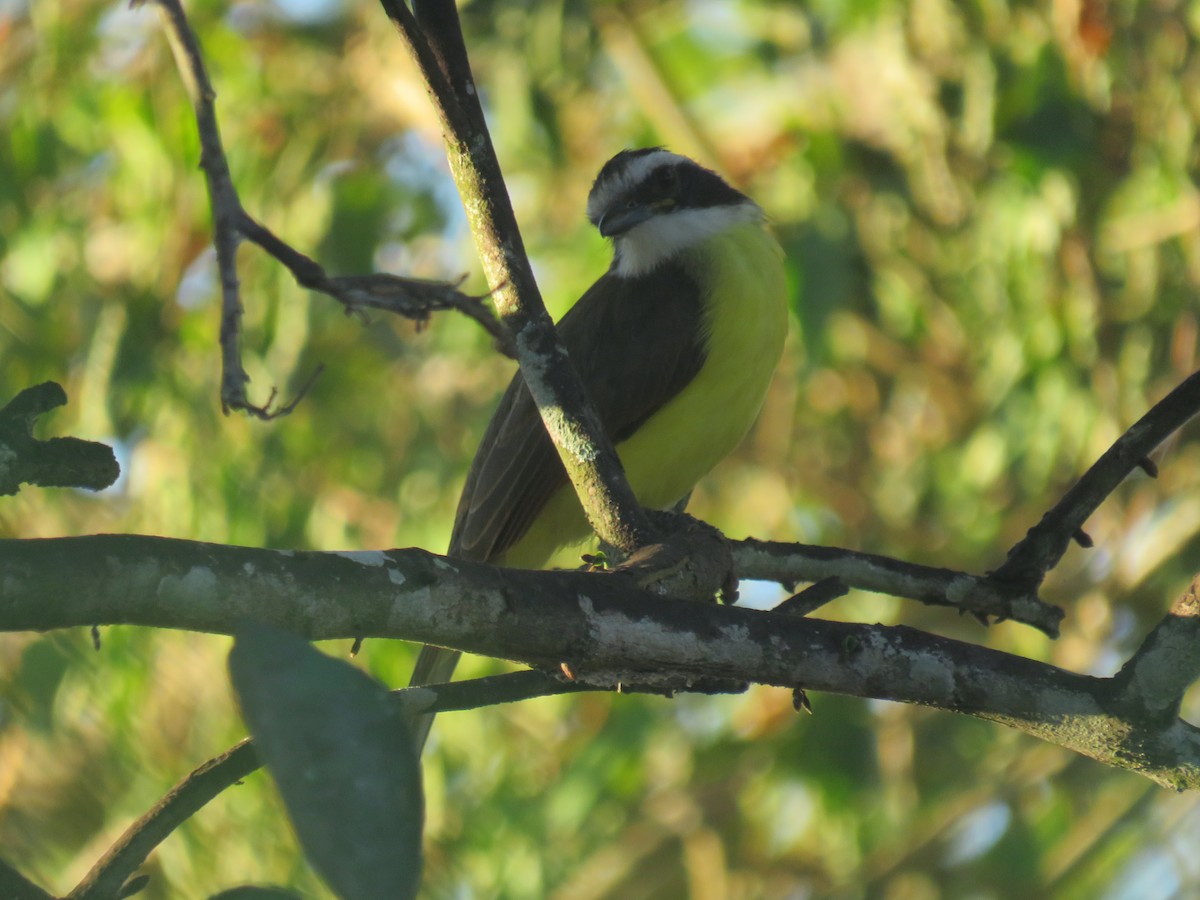 Great Kiskadee - Matthias van Dijk