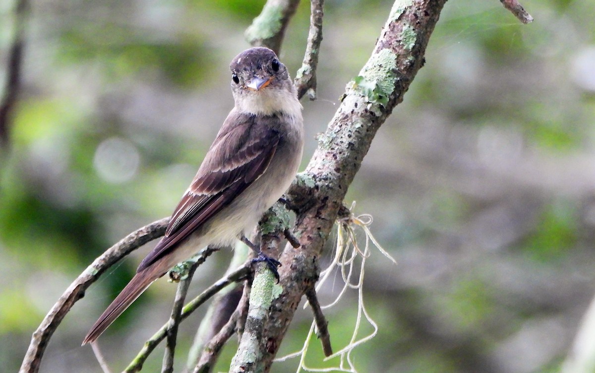 Eastern Wood-Pewee - ML475971751