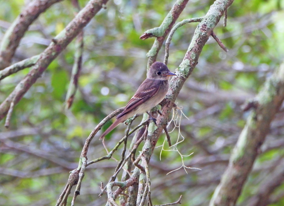 Eastern Wood-Pewee - ML475971871