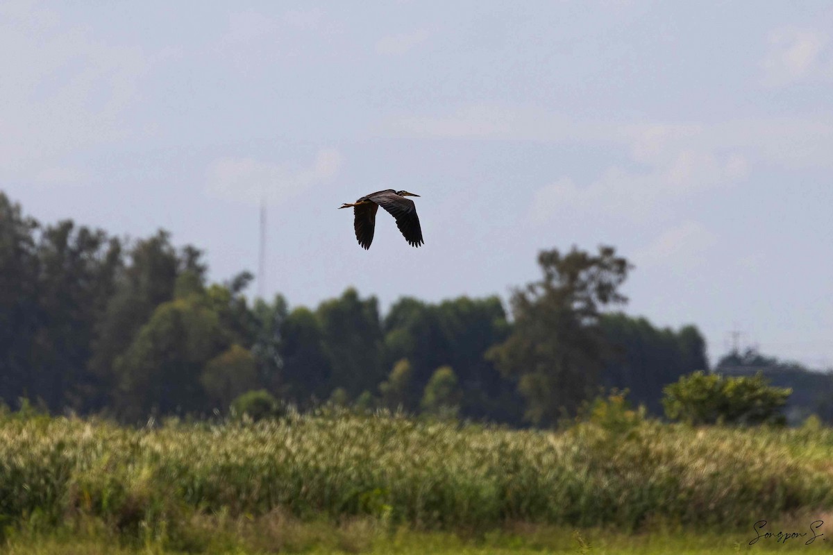 Purple Heron - ML475972391