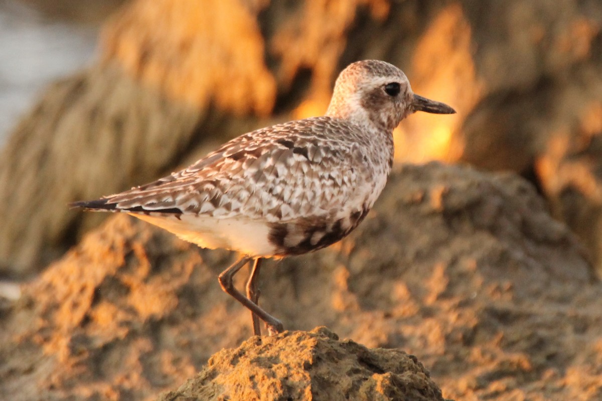 Black-bellied Plover - Brian Kozak