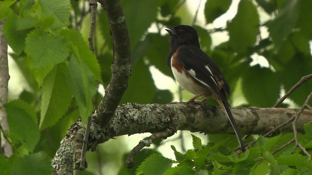 ワキアカトウヒチョウ - ML475973