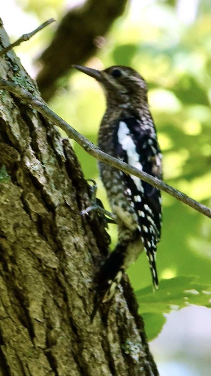 Yellow-bellied Sapsucker - ML475973051