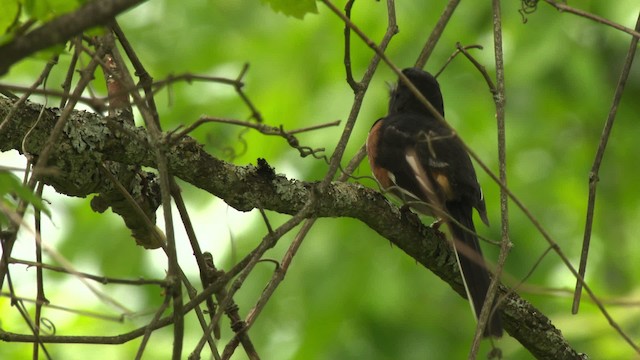 ワキアカトウヒチョウ - ML475975