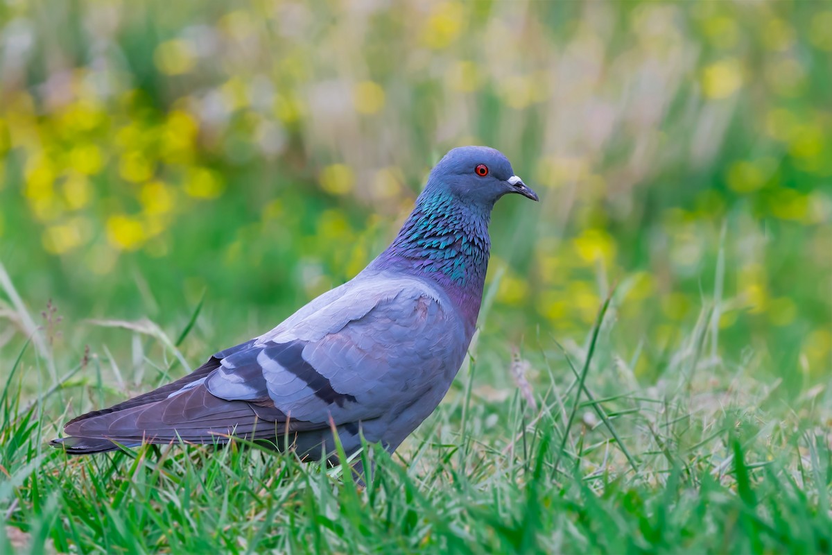 Hill Pigeon - ML475975501