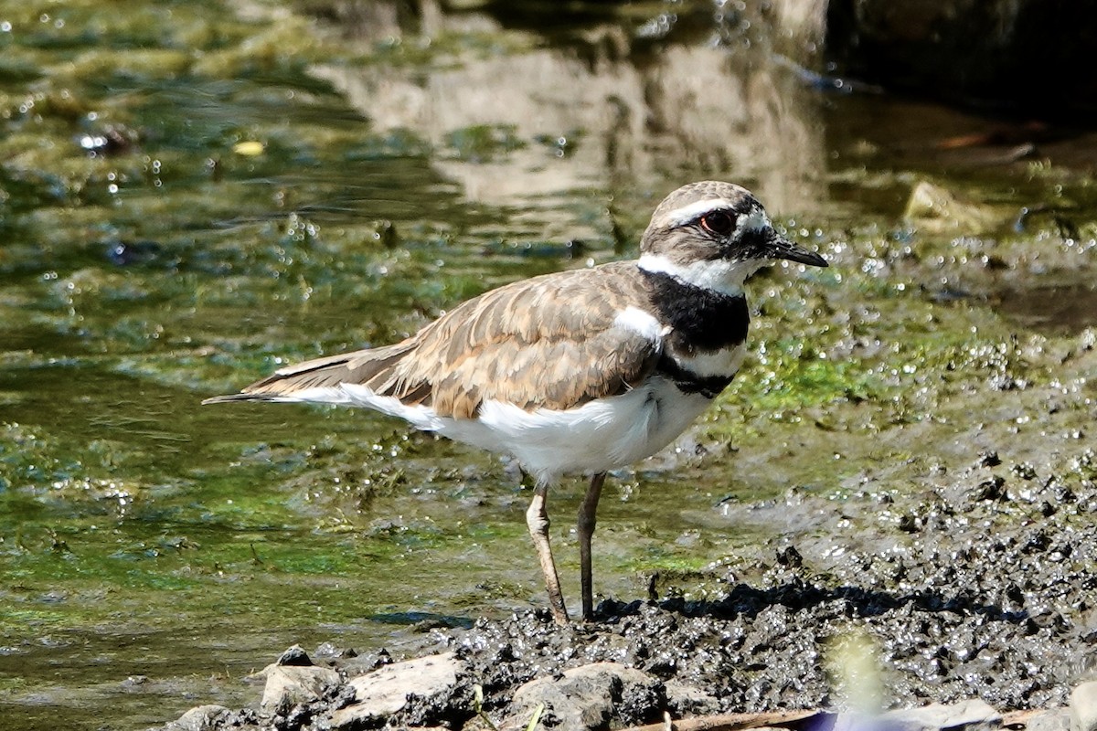 Killdeer - ML475977541