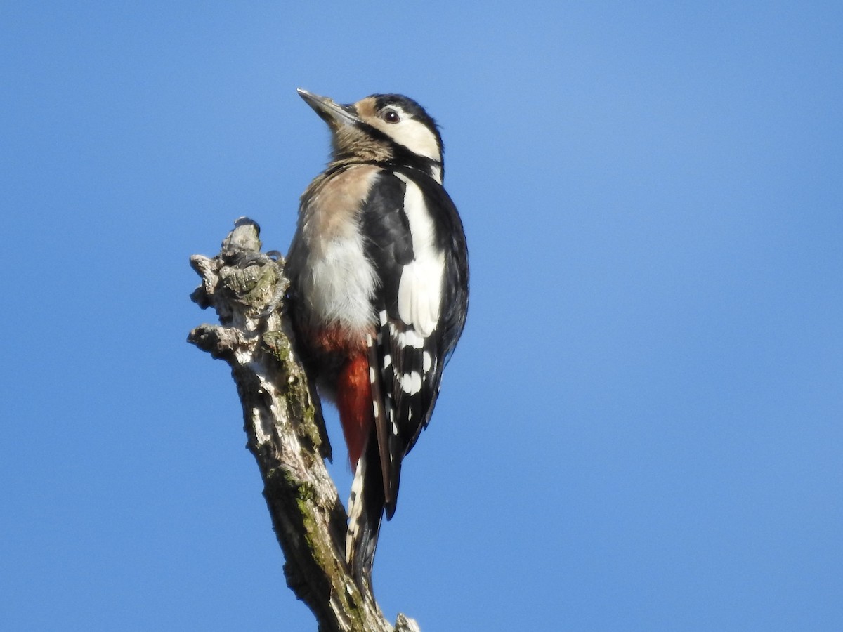 Great Spotted Woodpecker - Lucie Dobiášová