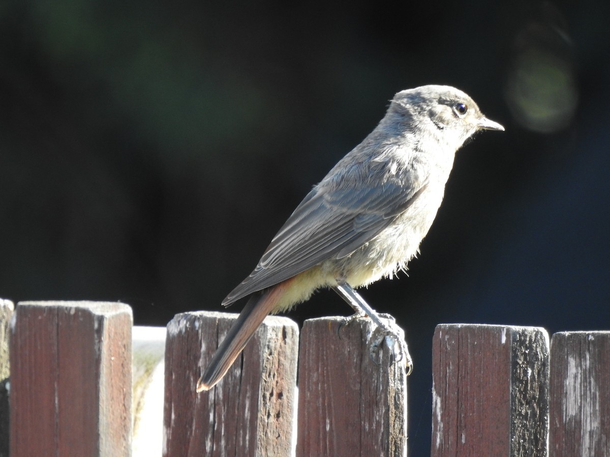 Black Redstart - ML475978181