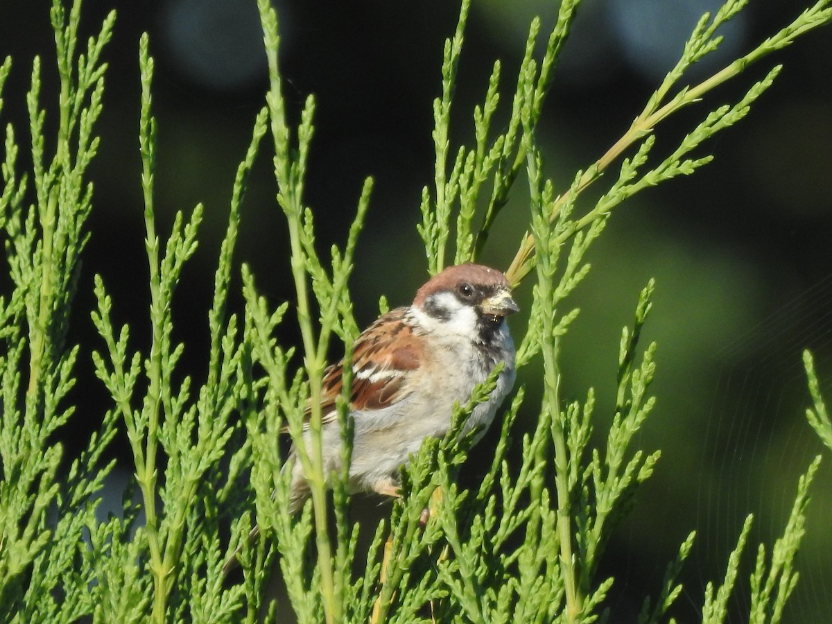 Eurasian Tree Sparrow - ML475978201