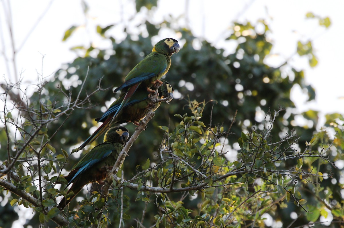 Yellow-collared Macaw - ML475978491