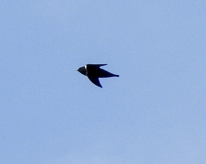 White-collared Swift - Joseane Derengoski