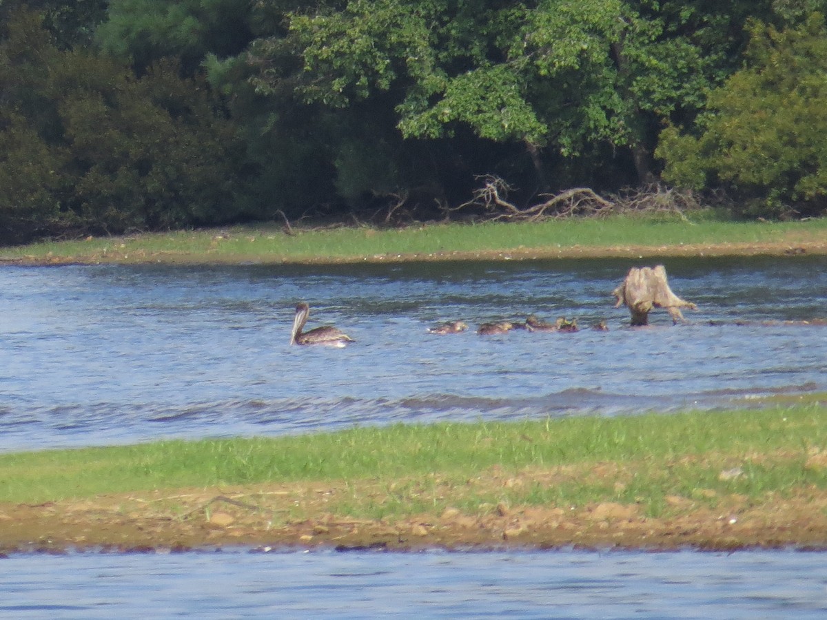 Brown Pelican - ML475980801