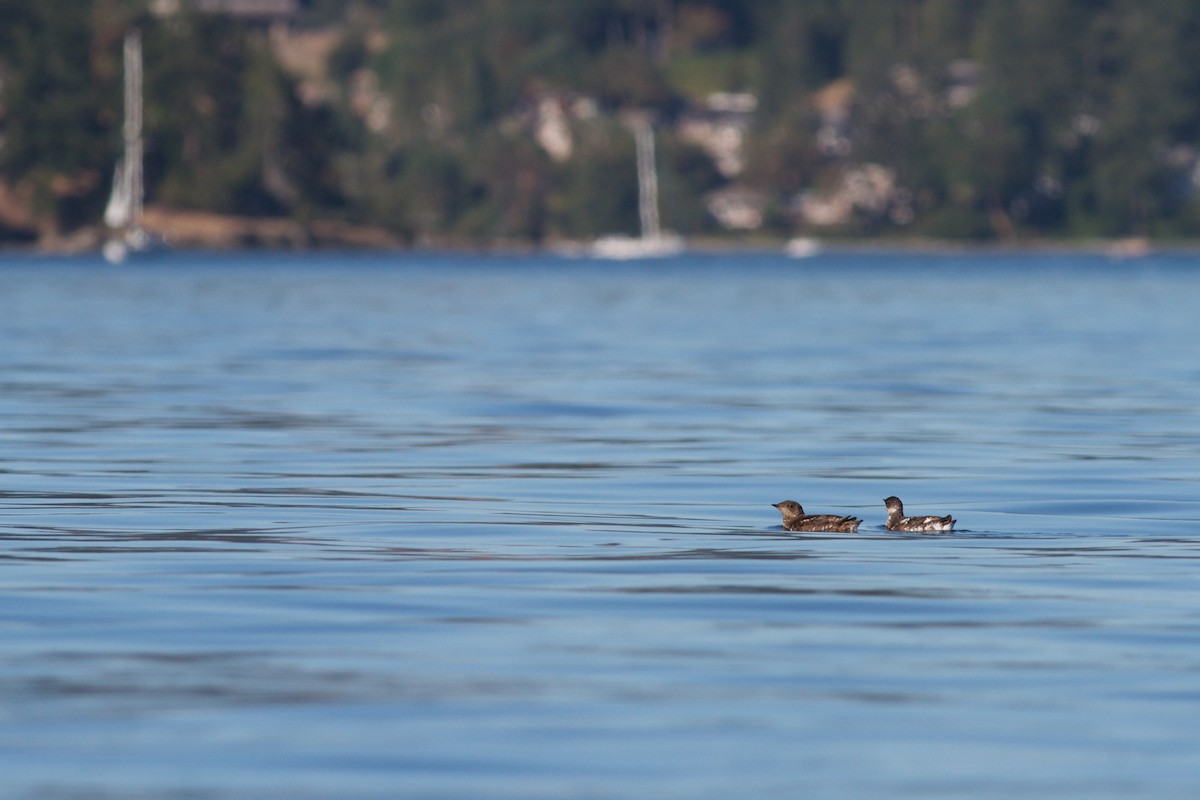 Guillemot marbré - ML475980961