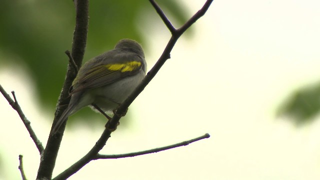 Golden-winged Warbler - ML475981