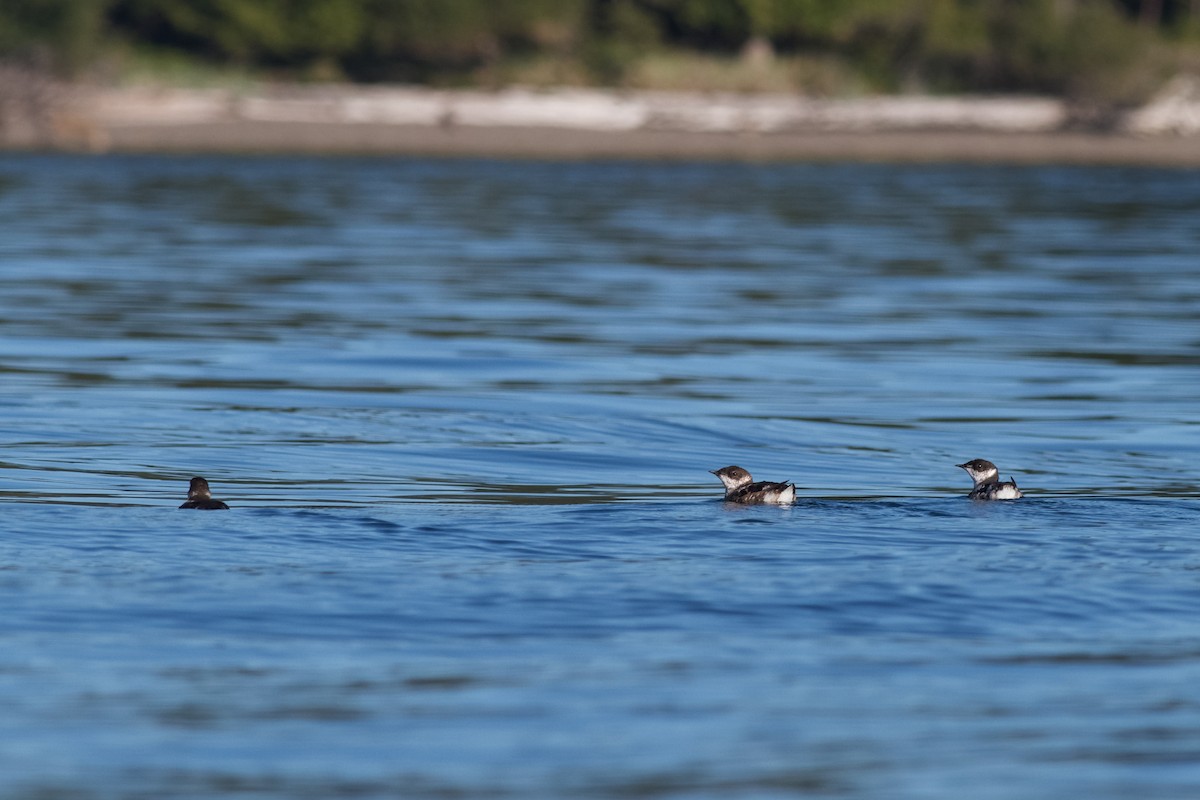 Guillemot marbré - ML475981011