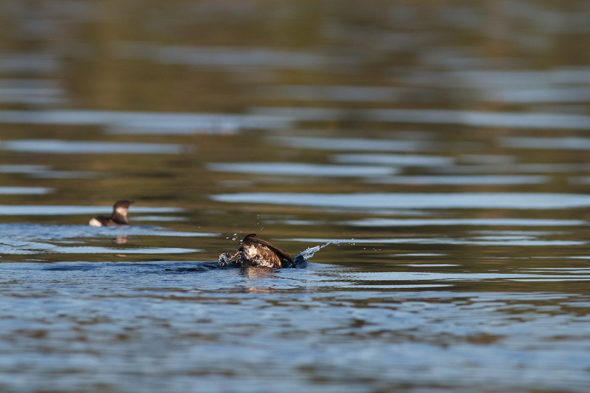 Guillemot marbré - ML475981041