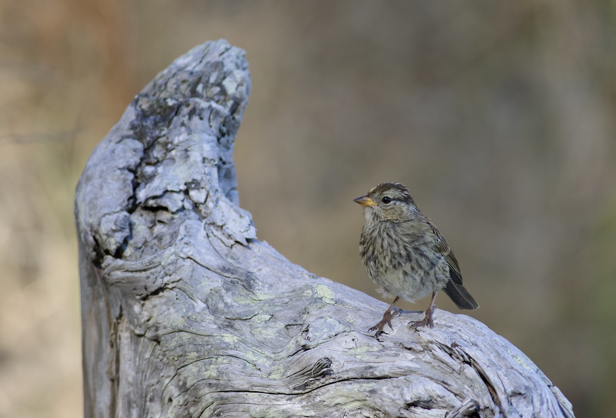 White-crowned Sparrow (pugetensis) - ML475981061