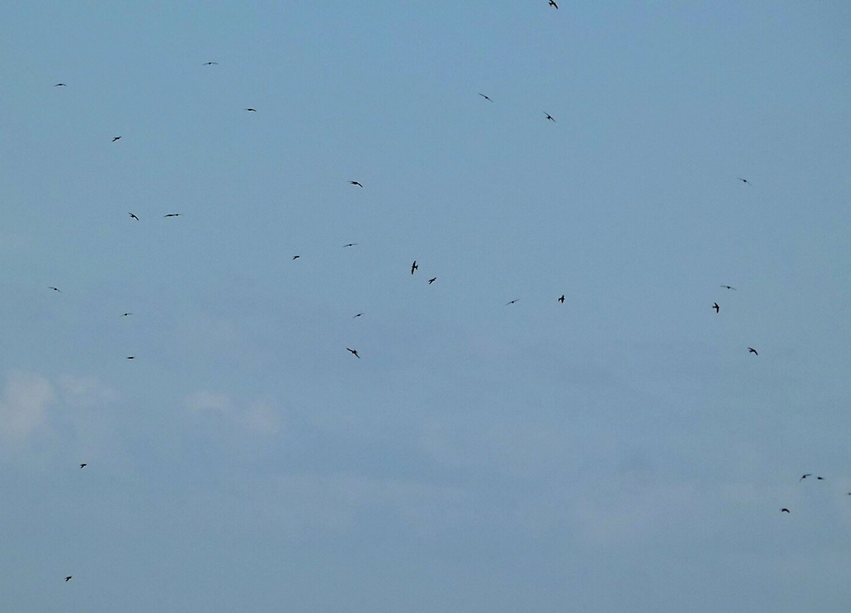 Common Swift - Enrique Pelayo