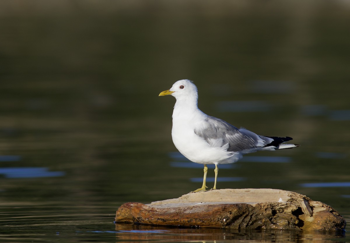 Short-billed Gull - ML475981831