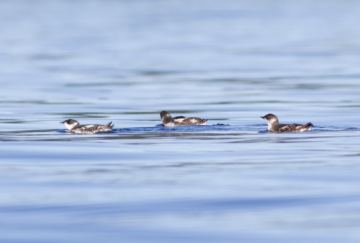 Guillemot marbré - ML475981871