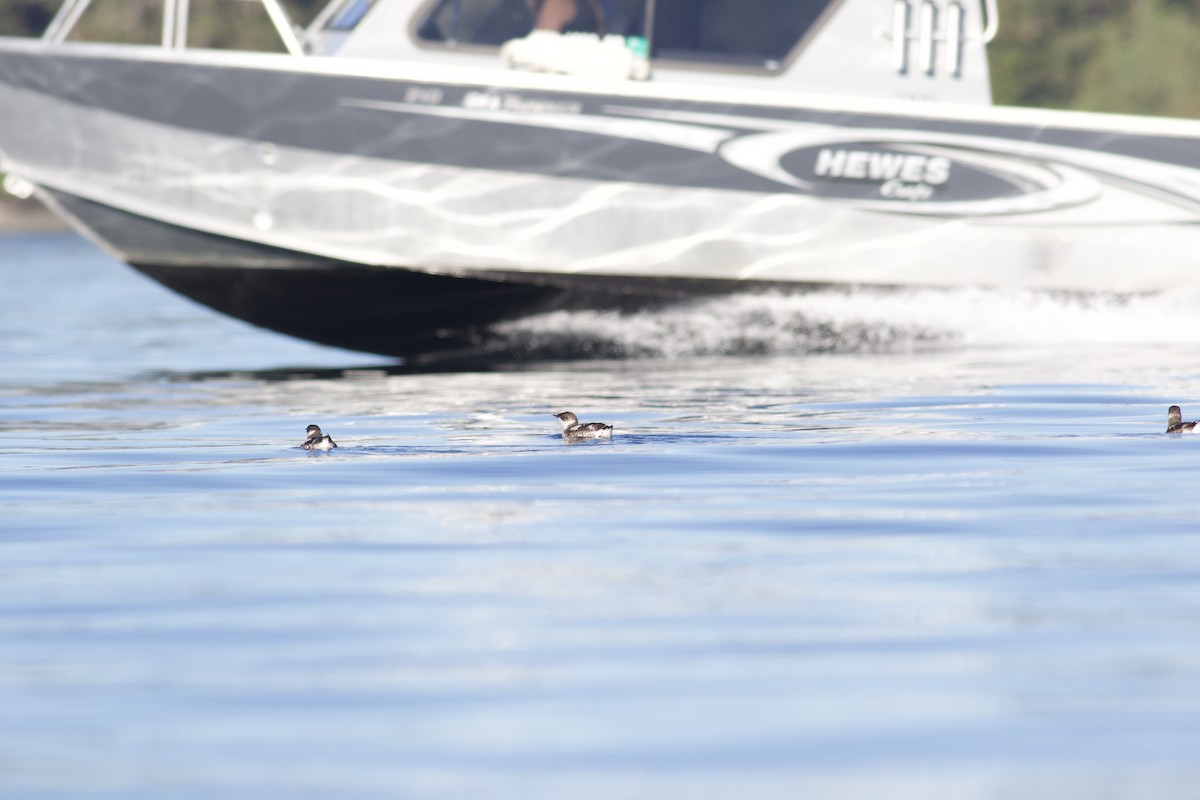 Marbled Murrelet - ML475981881