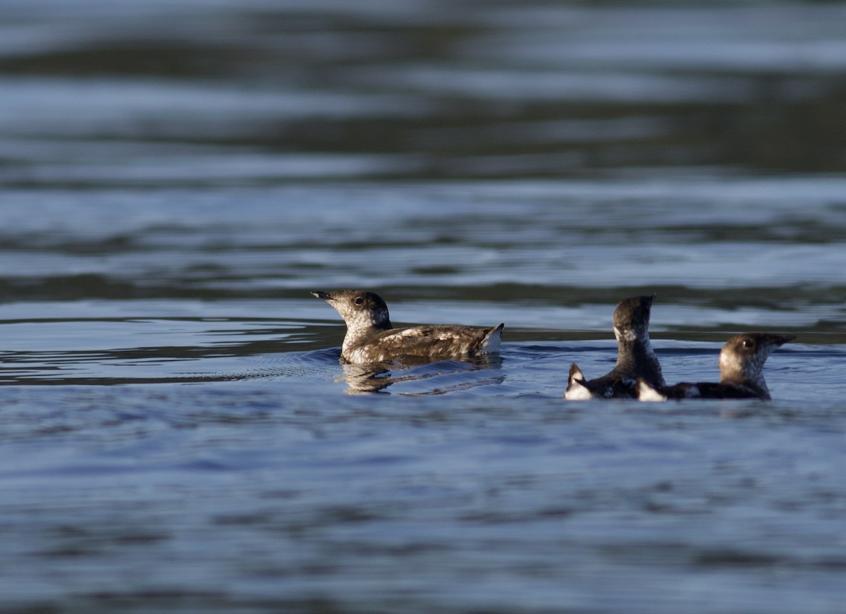 Marbled Murrelet - ML475981901