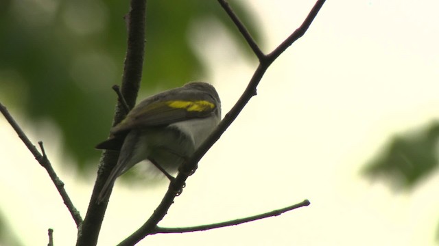 Golden-winged Warbler - ML475982