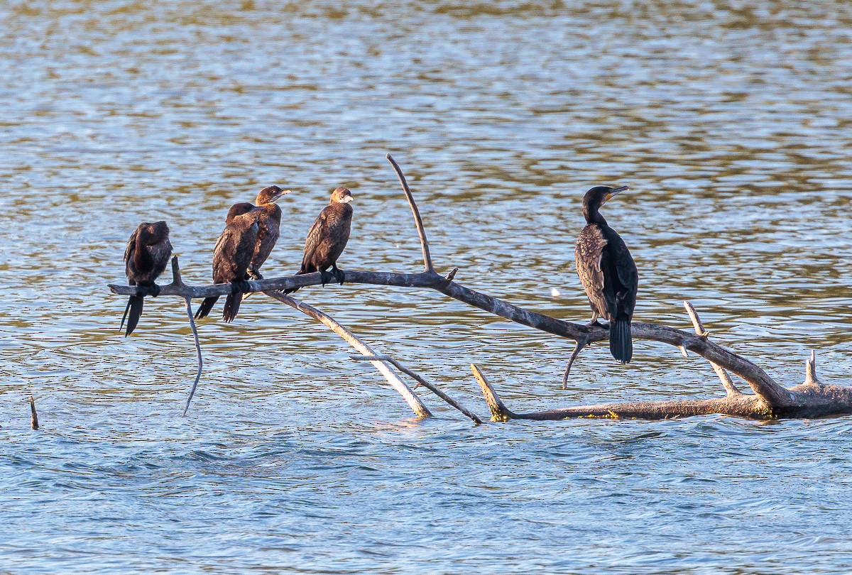 Pygmy Cormorant - ML475982161
