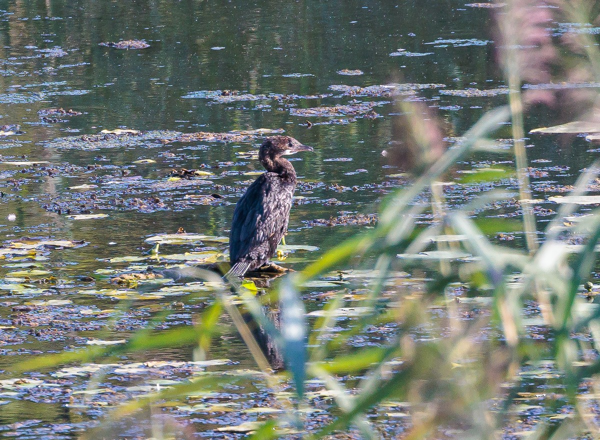 Pygmy Cormorant - ML475982171