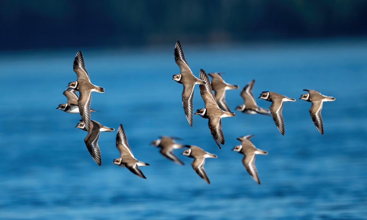 Semipalmated Plover - ML475983071