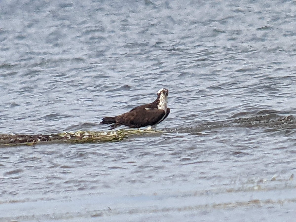 Águila Pescadora - ML475983271