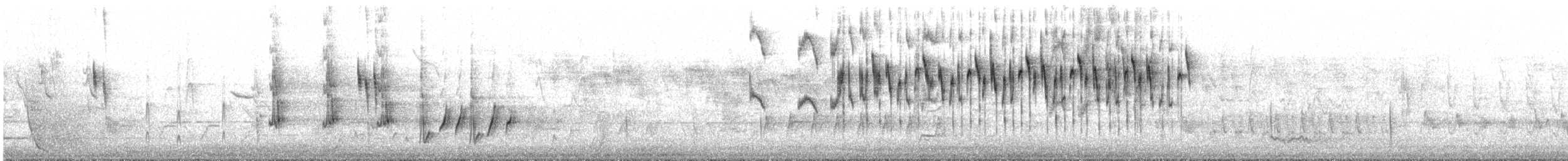 Weißbauch-Staffelschwanz - ML475983531