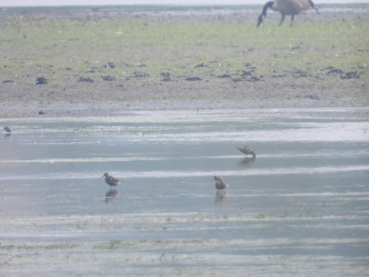 Stilt Sandpiper - ML475983621